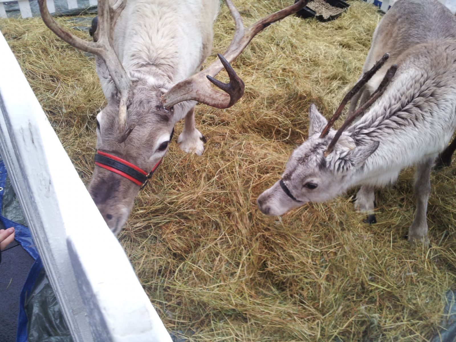 Reindeer's in Westfield